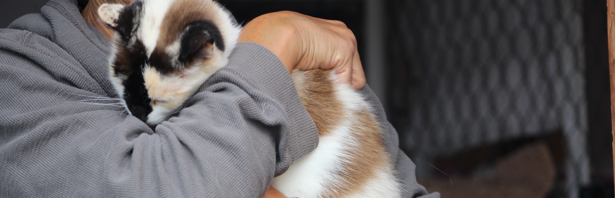 cat being held