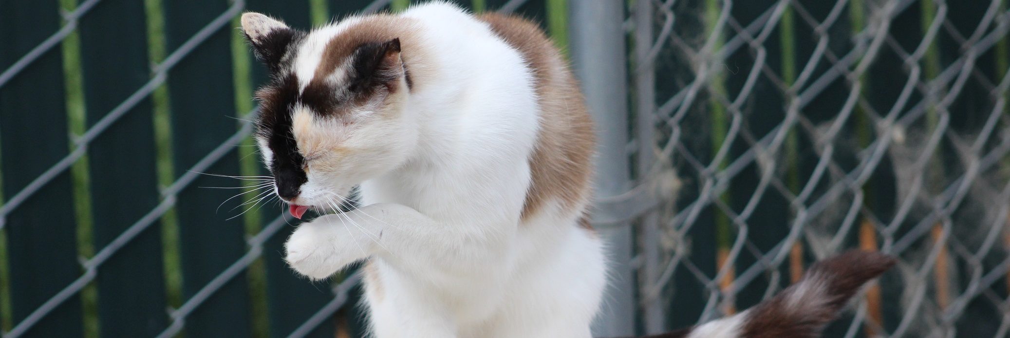 cat grooming itself